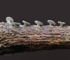 Attēlu rezultāti vaicājumam “Diderma subviridifuscum”