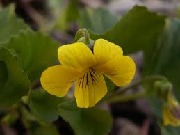 Attēlu rezultāti vaicājumam “Viola uliginosa bud”