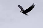 Bald eagle in flight raptor bird public domain image picture in gallery Bald - via Daymix