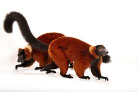 Attēlu rezultāti vaicājumam “Limnoporus rufoscutellatus”