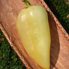 Afbeeldingsresultaat voor hungarian sweet white sweet pepper