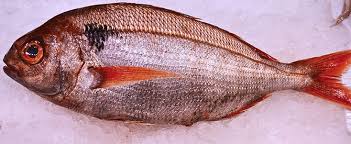 Image result for Pagellus bogaraveo