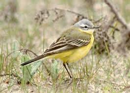 Attēlu rezultāti vaicājumam “Motacilla flava flava adult”