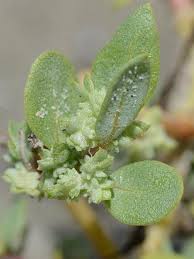 Attēlu rezultāti vaicājumam “Atriplex patula fruit”