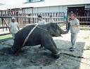 New Rules for Feld Entertainment, Inc. - Advocacy For Animals