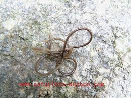 Attēlu rezultāti vaicājumam “Gordius aquaticus”