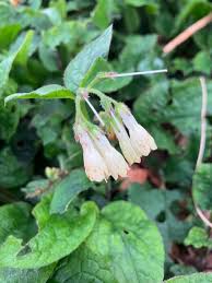 Attēlu rezultāti vaicājumam “Symphytum grandiflorum flower”