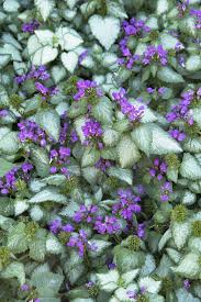 Attēlu rezultāti vaicājumam “Lamium maculatum leaf”