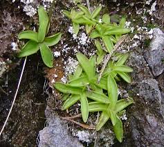Attēlu rezultāti vaicājumam “Pinguicula alpina”