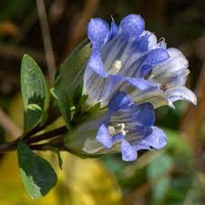 Image result for Campanula affinis