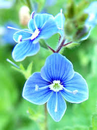 Image result for Veronica chamaedrys