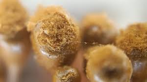 Attēlu rezultāti vaicājumam “Hemitrichia decipiens var. hemitrichoides”