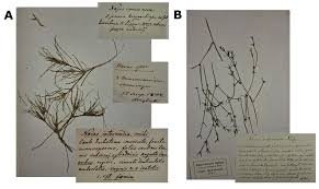 Attēlu rezultāti vaicājumam “Najas tenuissima”