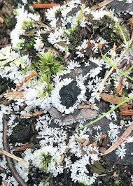 Attēlu rezultāti vaicājumam “myxomicetes”