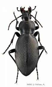 Attēlu rezultāti vaicājumam “Carabus coriaceus”