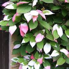 Attēlu rezultāti vaicājumam “Actinidia kolomikta”