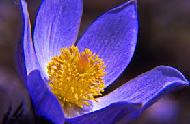 Attēlu rezultāti vaicājumam “Pulsatilla patens fruit”