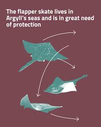 Image result for Dipturus intermedius