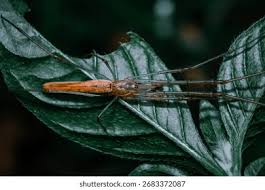 Attēlu rezultāti vaicājumam “Tetragnatha montana”