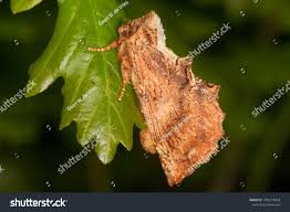 Attēlu rezultāti vaicājumam “Ptilodon capucina”