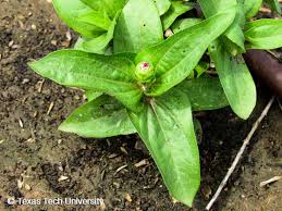 Image result for Zinnia violacea