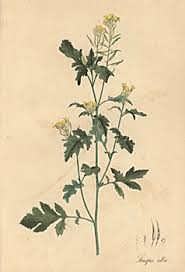 Attēlu rezultāti vaicājumam “Sinapis alba leaf”