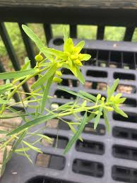 Attēlu rezultāti vaicājumam “Euphorbia virgata flower”