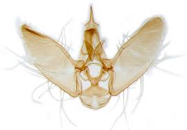 Attēlu rezultāti vaicājumam “Eupithecia linariata”