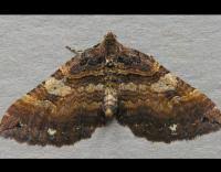 Attēlu rezultāti vaicājumam “Earophila badiata”