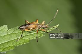 Attēlu rezultāti vaicājumam “Stenocorus meridianus”