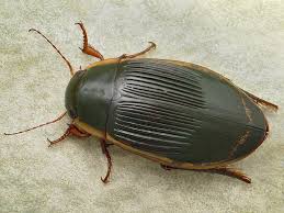 Attēlu rezultāti vaicājumam “Dytiscus dimidiatus”