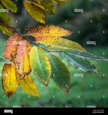 Attēlu rezultāti vaicājumam “Castanea sativa  leaf”