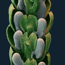 Attēlu rezultāti vaicājumam “Frullania tamarisci”