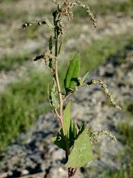 Attēlu rezultāti vaicājumam “Atriplex patula”