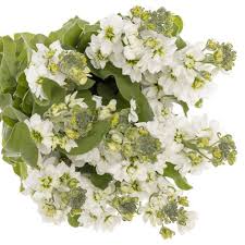 Image result for Levkoje