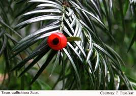 Attēlu rezultāti vaicājumam “Taxus wallichiana”