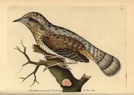 Image result for Jynx torquilla