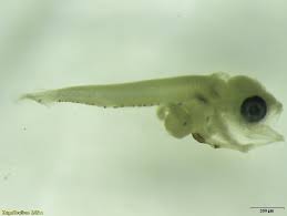 Image result for Chrysoblephus laticeps