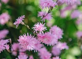 Attēlu rezultāti vaicājumam “Lychnis flos-cuculi fruit”