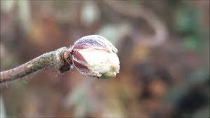 Attēlu rezultāti vaicājumam “Corylus avellana bud”