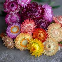 Image result for Helichrysum subulifolium