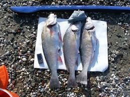 Image result for Umbrina cirrosa