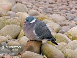 Attēlu rezultāti vaicājumam “Columba palumbus adult”
