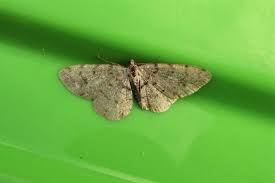 Attēlu rezultāti vaicājumam “Aethalura punctulata”