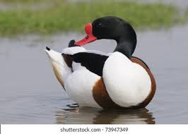 Attēlu rezultāti vaicājumam “Tadorna tadorna male”