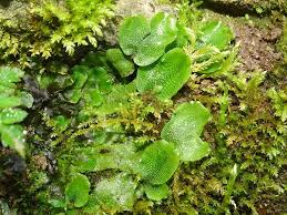 Attēlu rezultāti vaicājumam “Marchantiopsida”