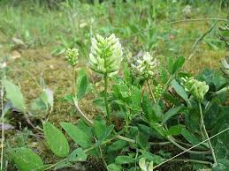 Attēlu rezultāti vaicājumam “Astragalus glycyphyllos fruit”