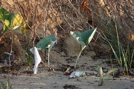 Attēlu rezultāti vaicājumam “Petasites spurius”