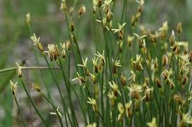 Attēlu rezultāti vaicājumam “Trichophorum alpinum fruit”