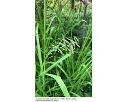 Attēlu rezultāti vaicājumam “Glyceria striata fruit”